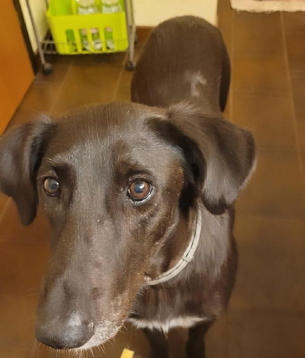 Blacky, tenerissima meticcia Foto 5